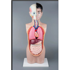 Модель Торс человека 65 см.