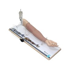 Модель верхней конечности человека с поверхностными и глубокими кровеносными сосудами