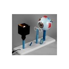 Модель зрения (на батарейках)