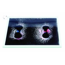 Набор «Эксперименты с магнитным полем»