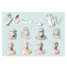 Набор моделей палеонтологических находок "Происхождение человека"