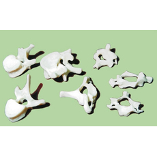 Позвонки (набор из 7 штук)