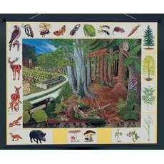 Природное сообщество леса. Магнитный плакат