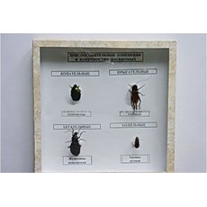 Приспособительные изменения в конечностях насекомых