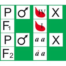 Раздаточный материал "Генетика групп крови" (15 комплектов по 34 карты в комплекте)
