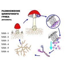 "Размножение шляпочного гриба" (6 листов) серия фолий