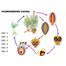 "Размножение сосны" (6 листов) серия фолий