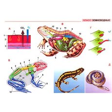 "Систематика животных. Хордовые" (11 листов) комплект фолий