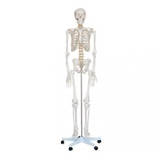 Скелет человека 170 см