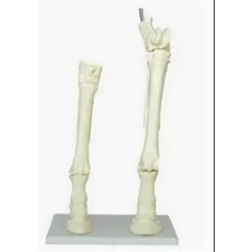 Скелет конечности лошади (передняя и задняя) на подставке