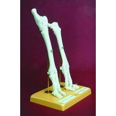 Скелет конечности овцы (передняя и задняя) на подставке