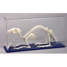 Скелет кролика