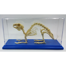 Скелет кролика