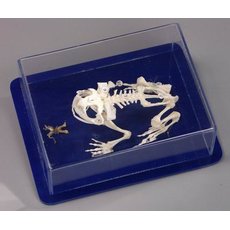 Скелет лягушки