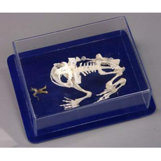 Скелет лягушки