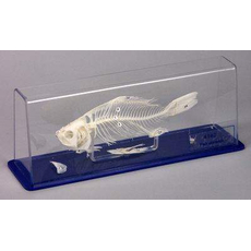 Скелет рыбы