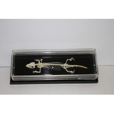 Скелет ящерицы