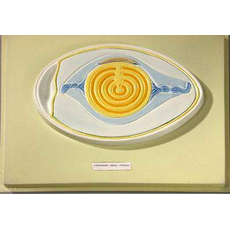 Строение яйца птицы