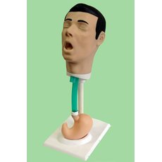 Т16 Фантом  головы  с  пищеводом  и  желудком