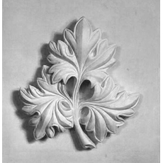 Ветка винограда