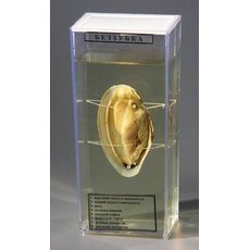 Влажный препарат "Беззубка"