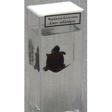 Влажный препарат "Черепаха болотная"