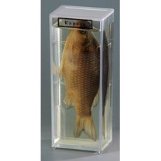 Влажный препарат "Карась"