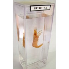 Влажный препарат "Креветка"