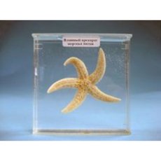 Влажный препарат "Морская звезда"