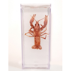 Влажный препарат "Рак речной"