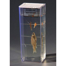 Влажный препарат "Развитие костистой рыбы"