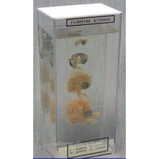 Влажный препарат "Развитие курицы"