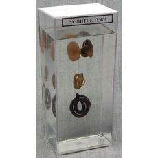 Влажный препарат Развитие ужа