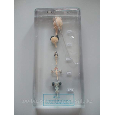 Влажный препарат "Сердце 5 разных позвоночных"