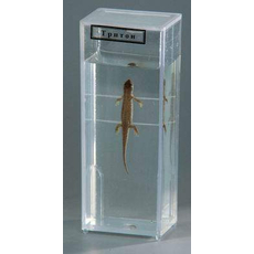 Влажный препарат "Тритон"