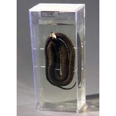 Влажный препарат "Уж"