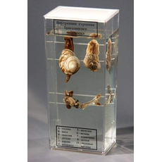 Влажный препарат "Внутреннее строение брюхоногого моллюска"