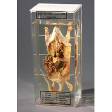 Влажный препарат "Внутреннее строение крысы"