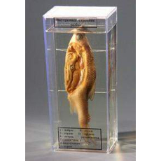 Влажный препарат "Внутреннее строение рыбы"