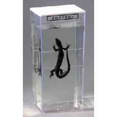 Влажный препарат "Ящерица"