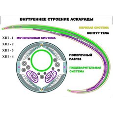 "Внутреннее строение аскариды" (4 листа) серия фолий