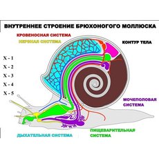 "Внутреннее строение брюхоногого моллюска" (5 листов) серия фолий