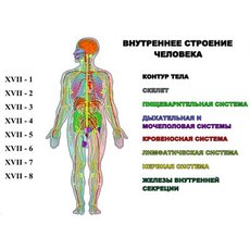 "Внутреннее строение человека" (8 листов) серия фолий