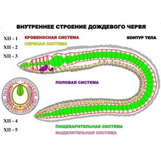 "Внутреннее строение дождевого червя" (5 листов) серия фолий
