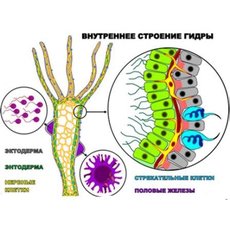 "Внутреннее строение гидры"  (4 листа) серия фолий