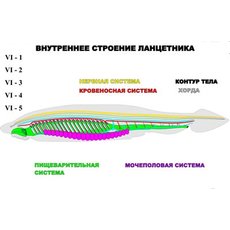 "Внутреннее строение ланцетника" (5 листов) серия фолий