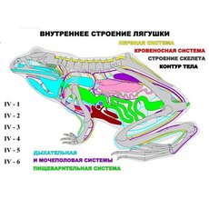 "Внутреннее строение лягушки" (4 листа)