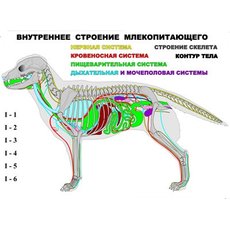 "Внутреннее строение млекопитающего" (6 листов) серия фолий