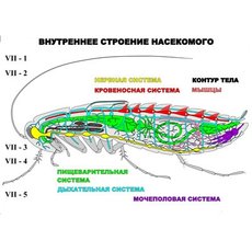 "Внутреннее строение насекомого" (5 листов) серия фолий