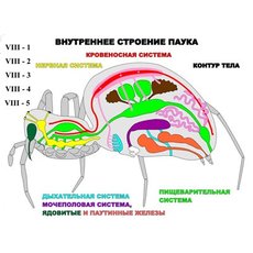 "Внутреннее строение паука" (5 листов) серия фолий